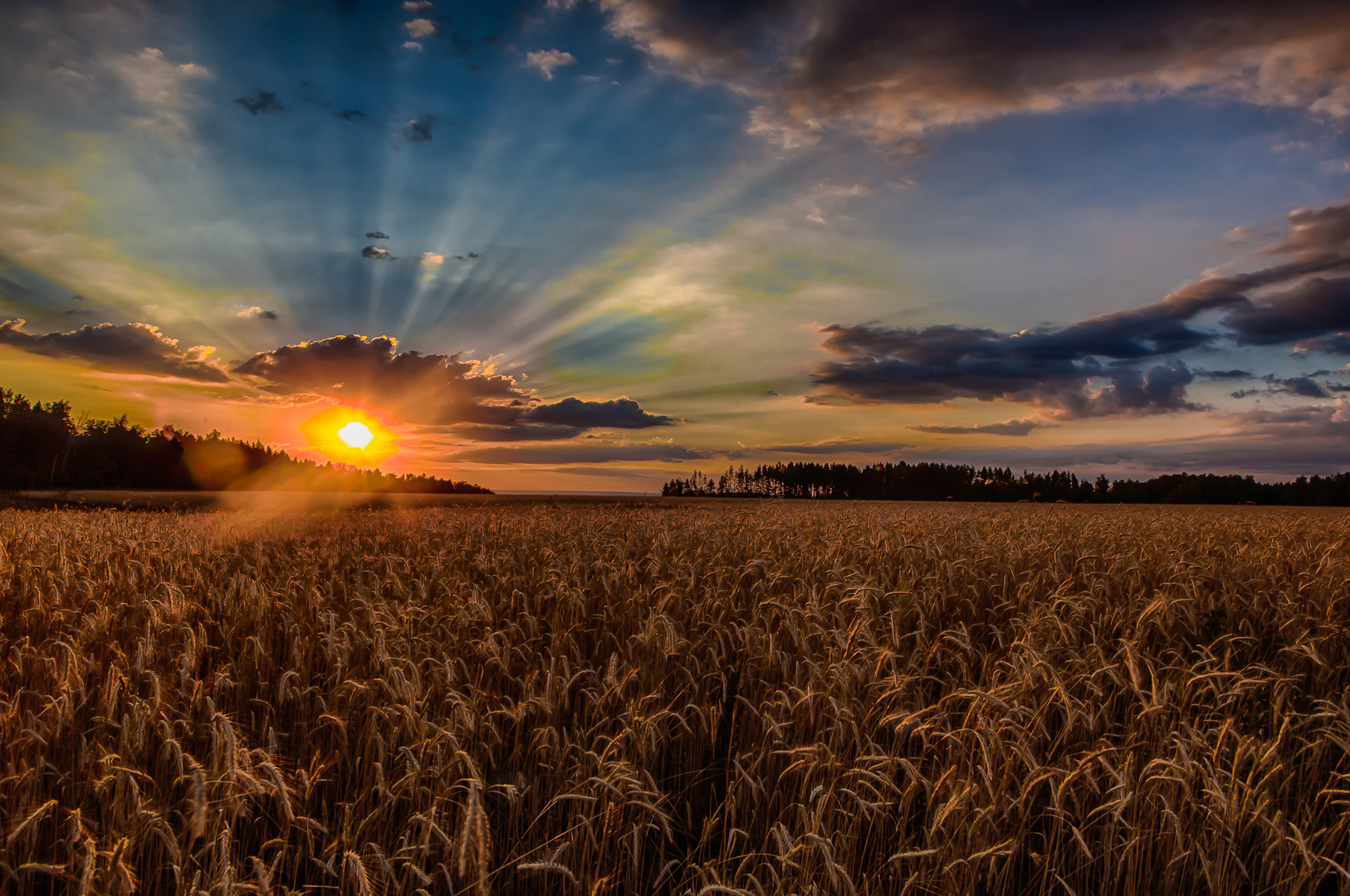 Field of Gold