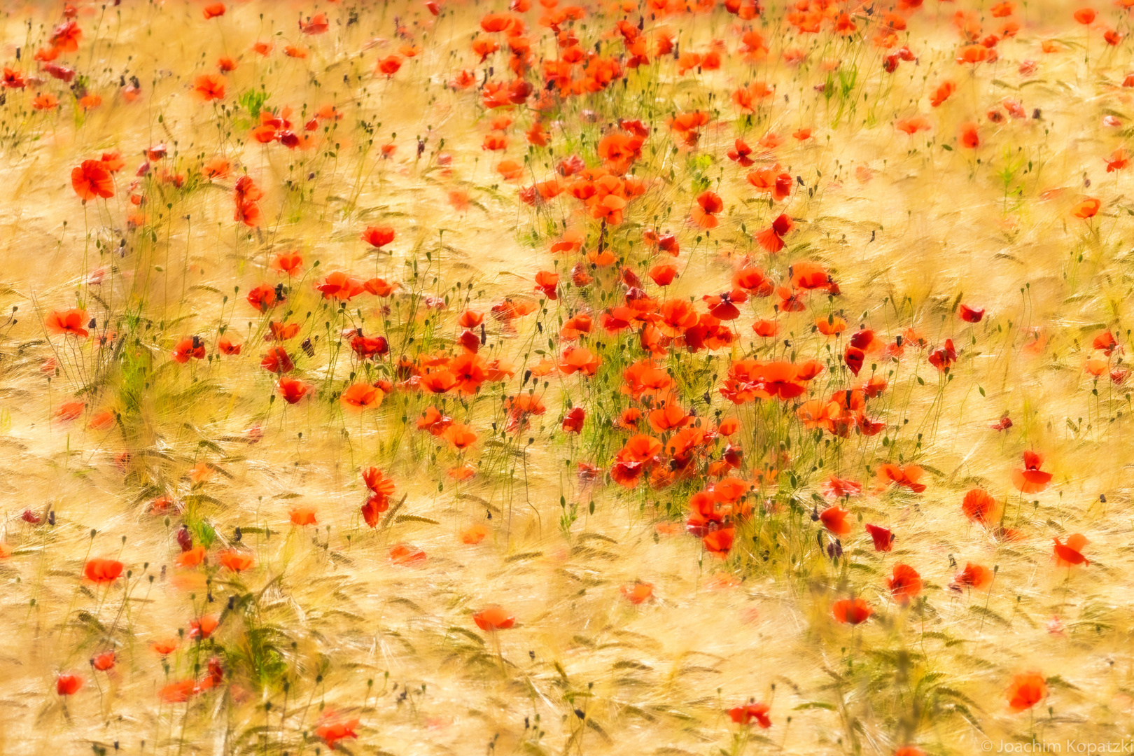 Field of gold and red