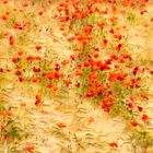Field of gold and red