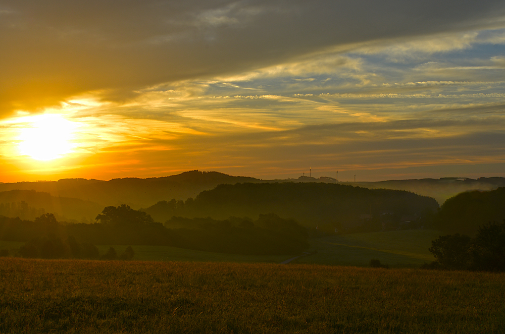 Field of Gold