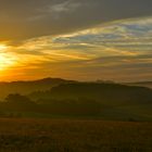 Field of Gold