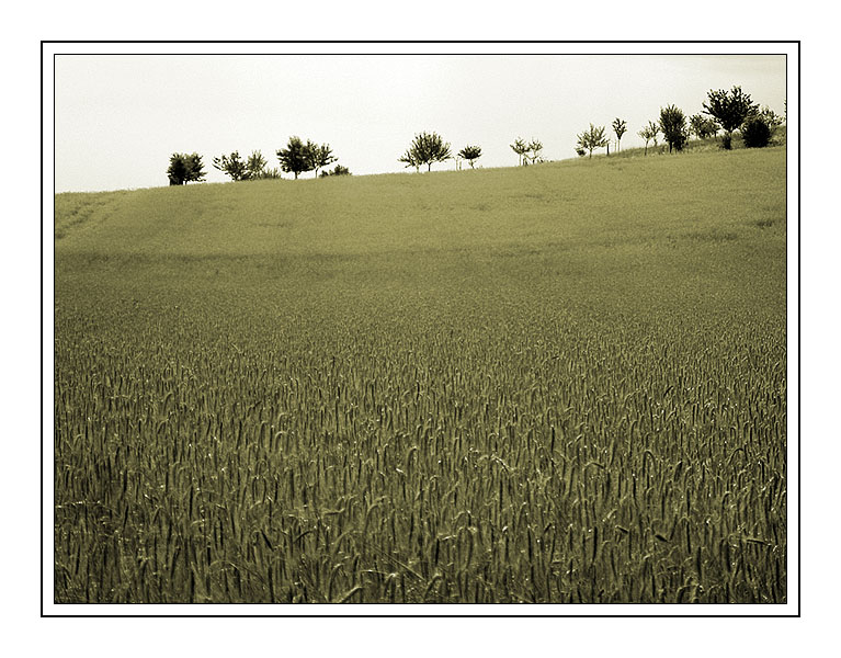 field of gold