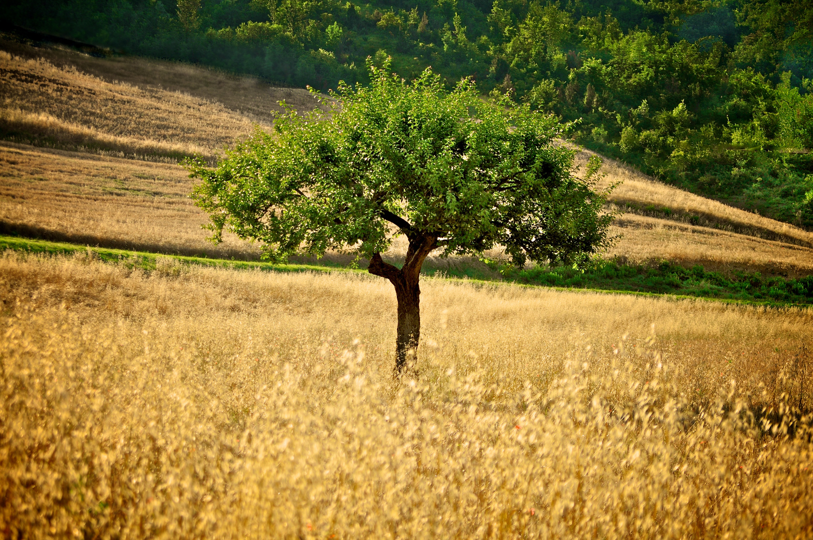 field of gold