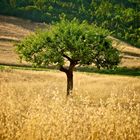 field of gold