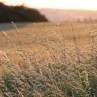 Field of Gold