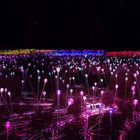 Field of Light Uluru