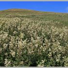 field of meadowsweet near barrowburn 4