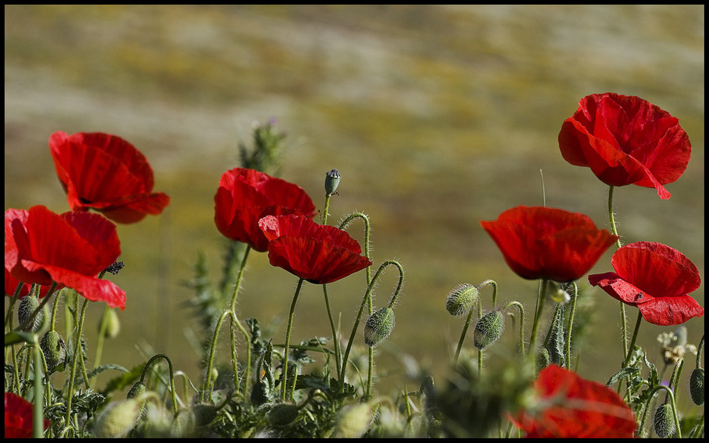 field of mohn