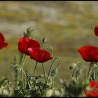 field of mohn