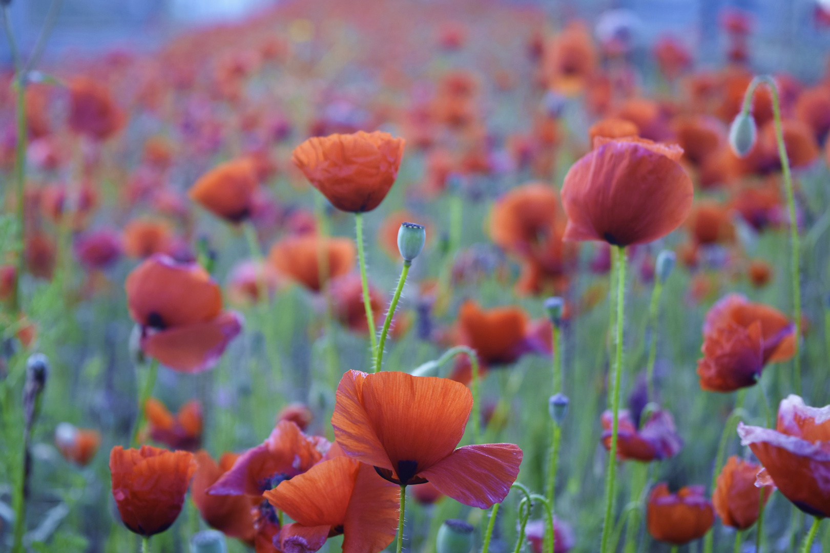 Field of poppies