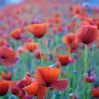 Field of poppies