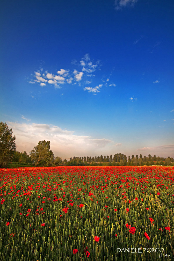 Field of Poppies