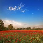 Field of Poppies