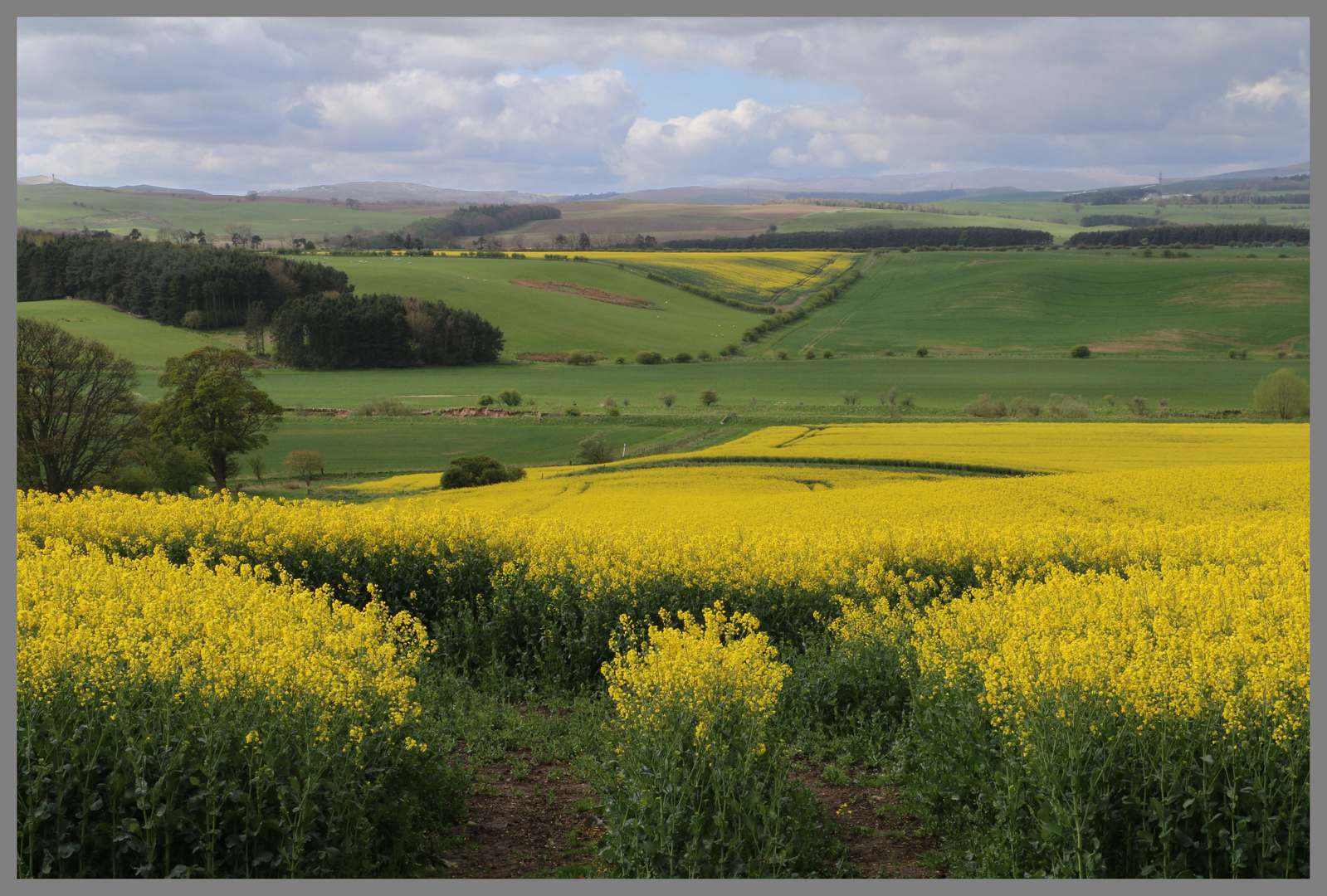 Field of Rape near Old Bewick Northumberland