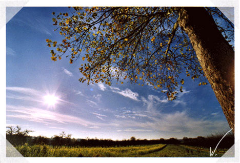 Field of rapeseeds