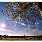 Field of rapeseeds