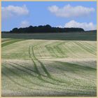 field of stubble 8 near millfield