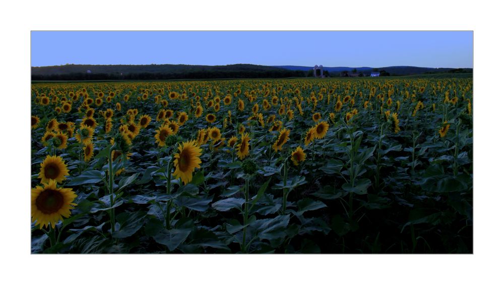 field of sunflowers