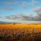 Field of sunflowers