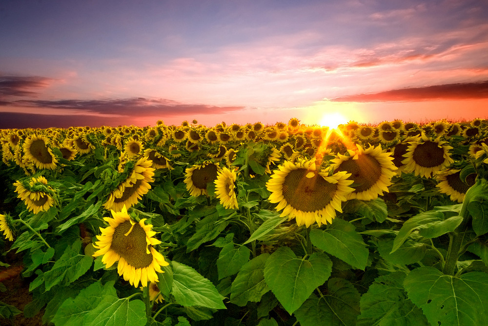 Field Of Sunflowers