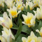 Field Of Tulips