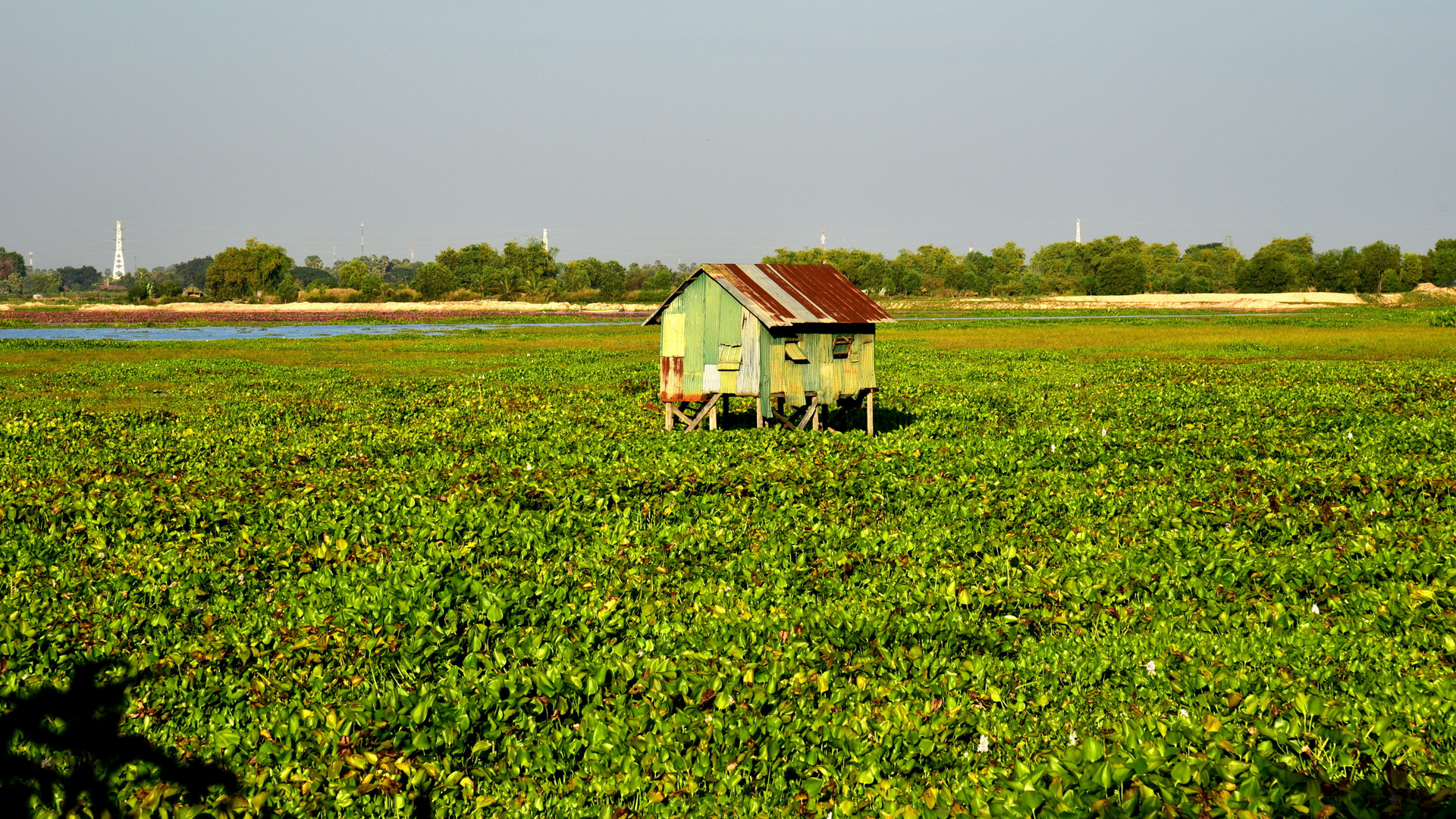 Field of waterlilies