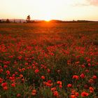 Field of wolf poppies