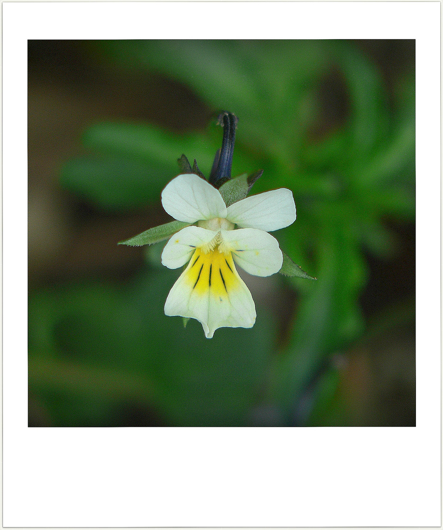 Field pansy