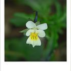 Field pansy