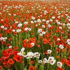 Field poppies 
