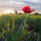 Field poppy