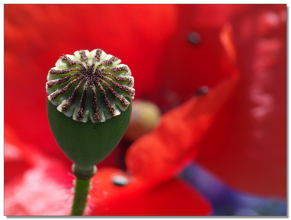 field-poppy-art