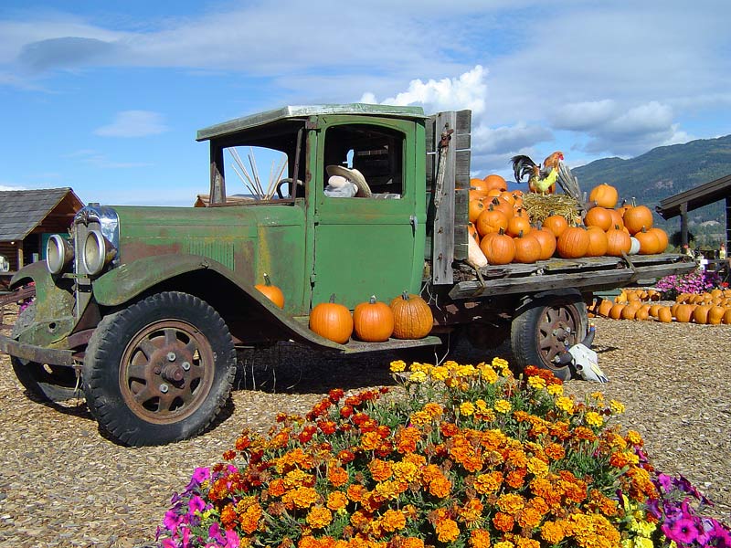 Field Pumpkins