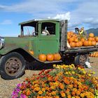 Field Pumpkins