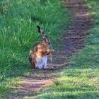 Field rabbit - Lepus europaeus - waiting for the Easter eggs