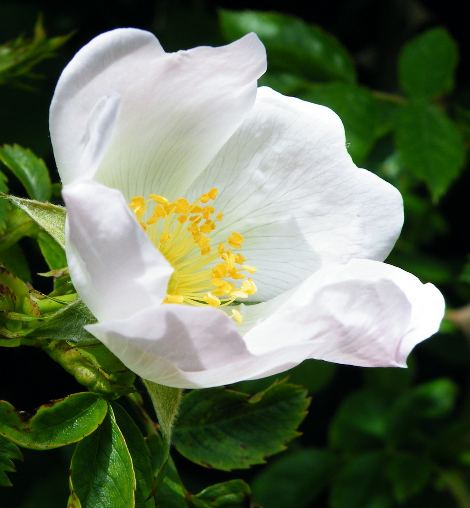 Field Rose (Rosa arvensis)