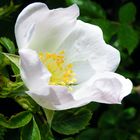 Field Rose (Rosa arvensis)