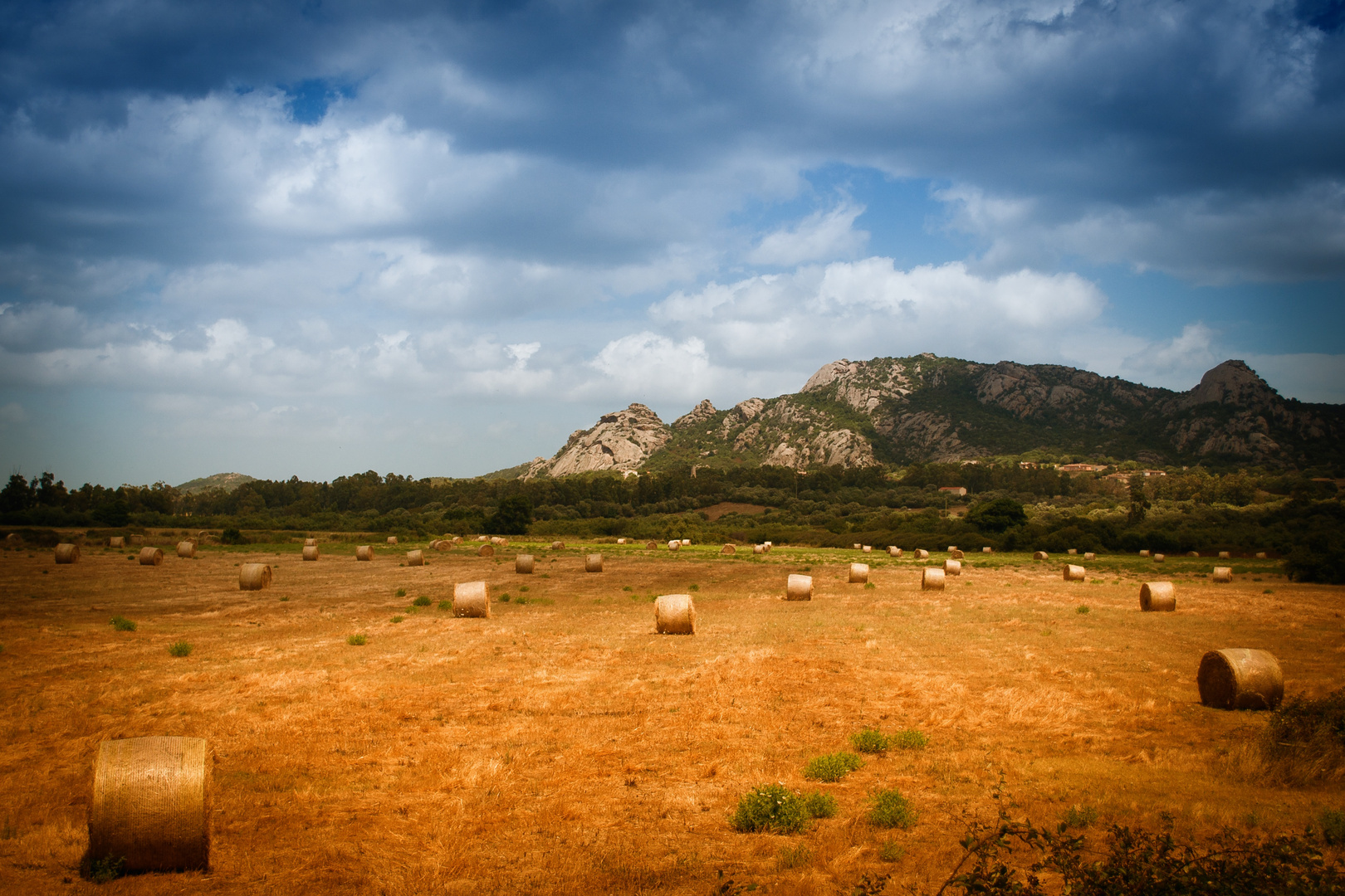Field somewhere in Sardinia