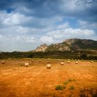 Field somewhere in Sardinia