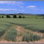 field south of alnmouth 2 Northumberland