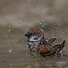 field sparrow in bath