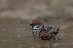 field sparrow in bath