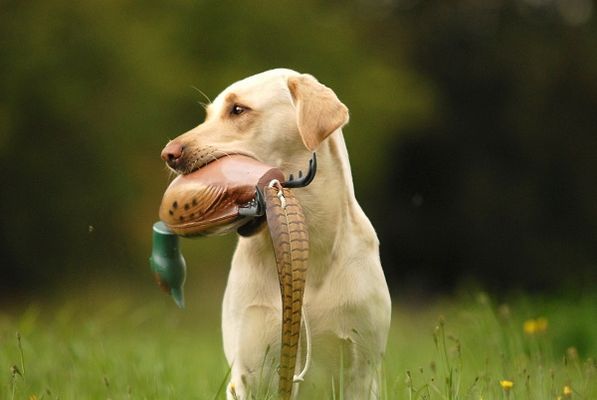 Field Trailer Labrador Bele