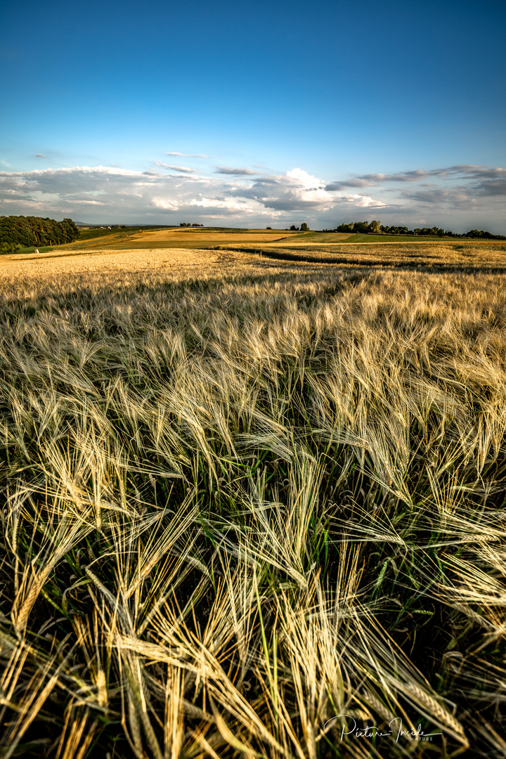 Field-View