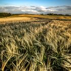 Field-View