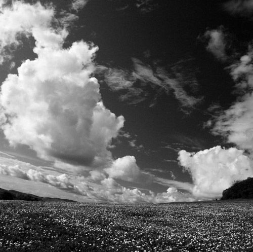 Field with flowers