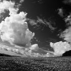 Field with flowers