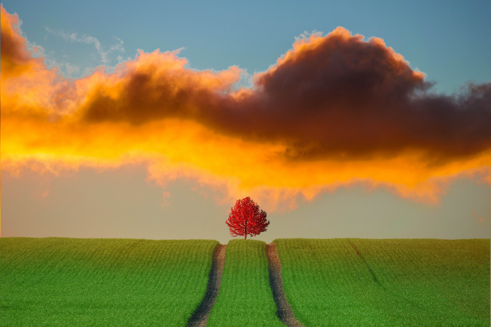 field with tree