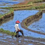 Field Worker