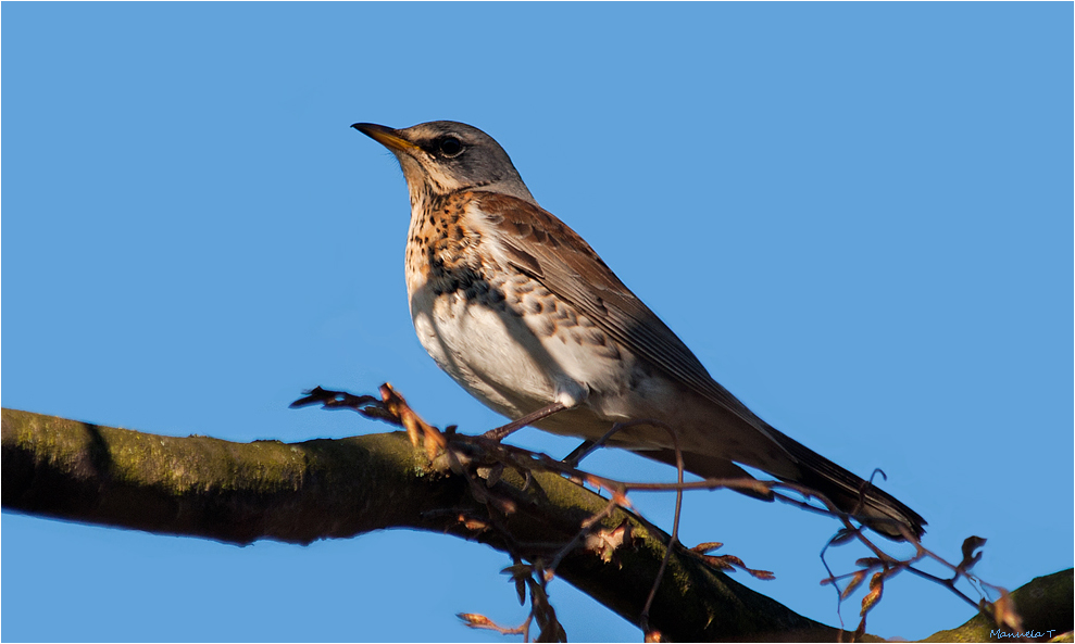 Fieldfare